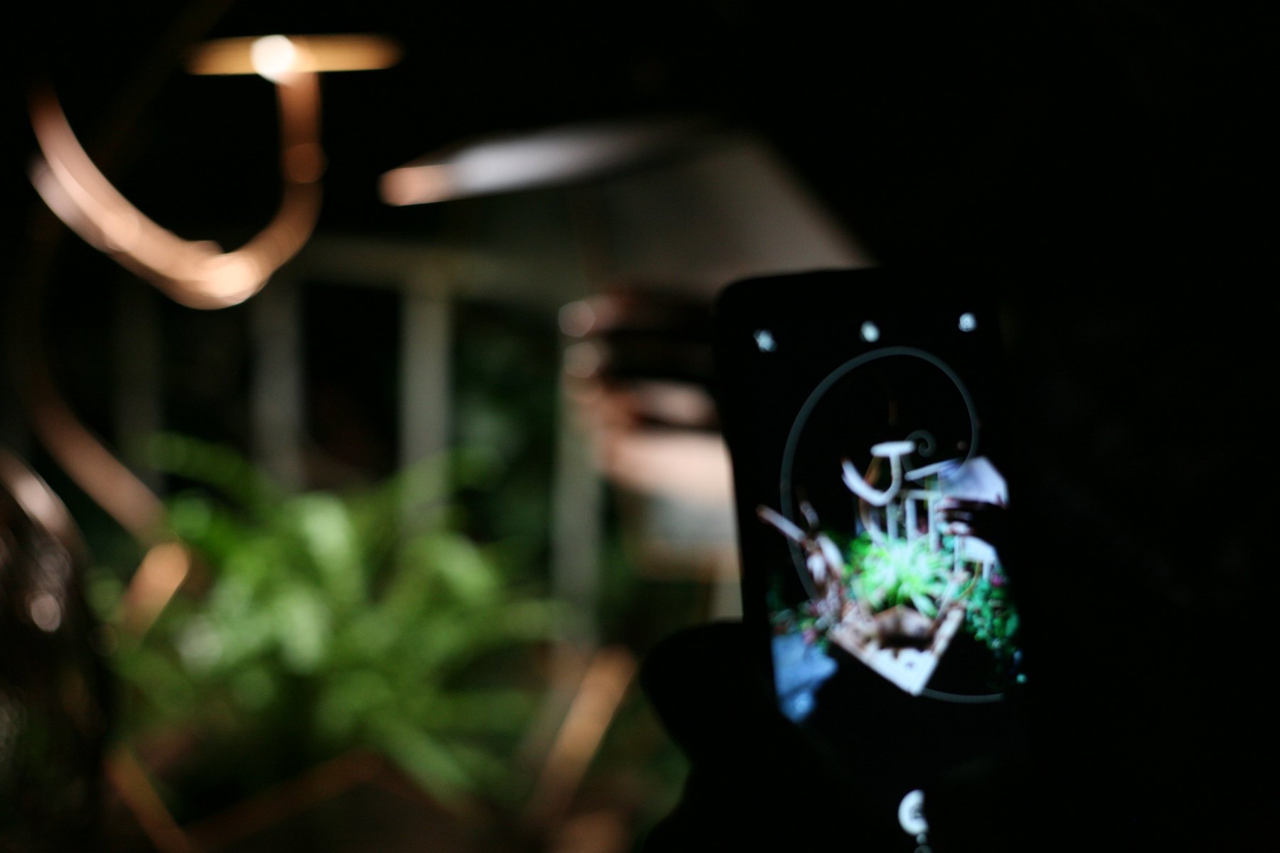 Ein Smartphone zeigt die beleuchtete Farn-Installation, die im Hintergrund zu sehen ist