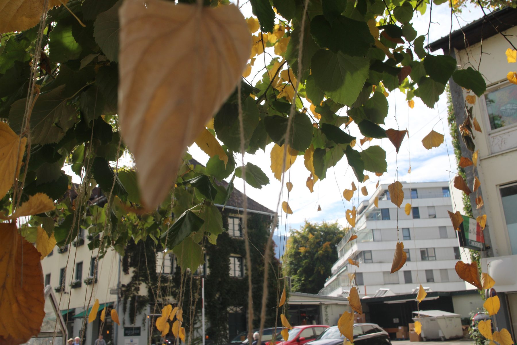 Gelbe Lindenblätter hängen an Paketschnüren zwischen dem grünen Laub einer Linde, dahinter eine Straße in Dornbirn